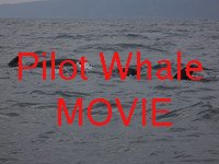 pilot_whale_movie1