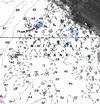 Reprocessed backscatter (rolling averages)