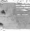 Reprocessed backscatter (with beam pattern)