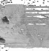 Reprocessed backscatter (rolling averages)