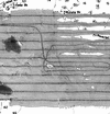 Reporocessed backscatter
