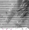 Reporocessed backscatter