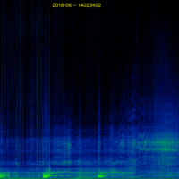 transients