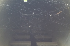 Spiders