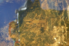 Aquatic Animals