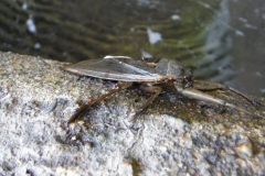 Giant Water Bug